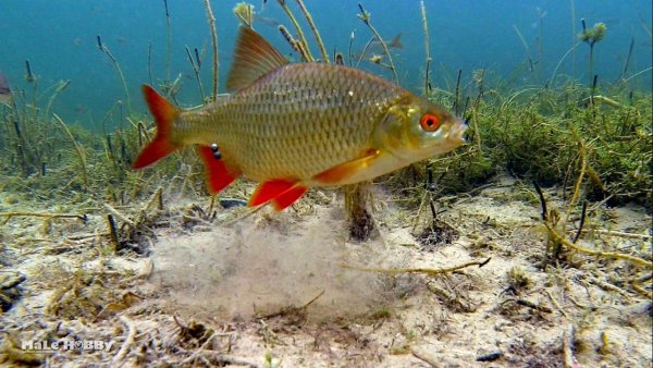 Поклевка на поплавок