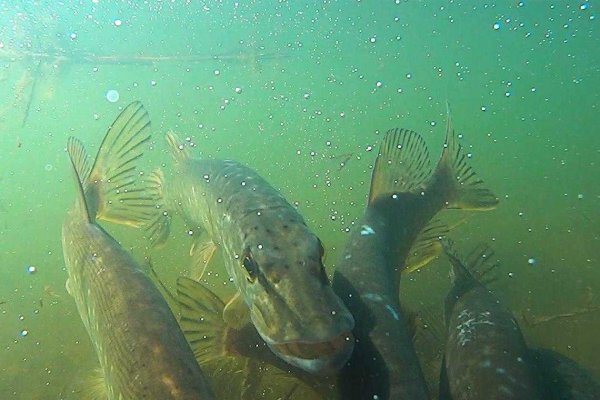 Удочка на карася