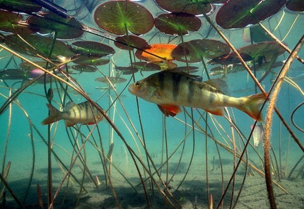 Какая рыба водится в Волге