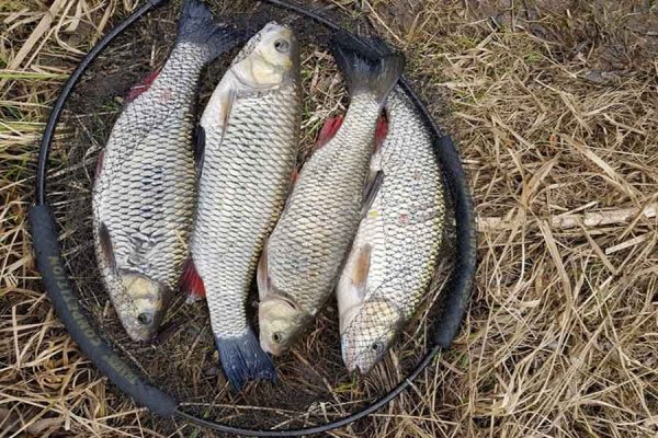 Зимняя рыбалка на реке Обь