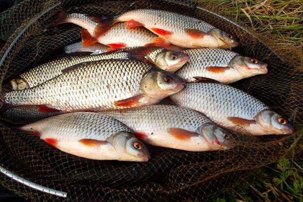 Рыболовная тематика