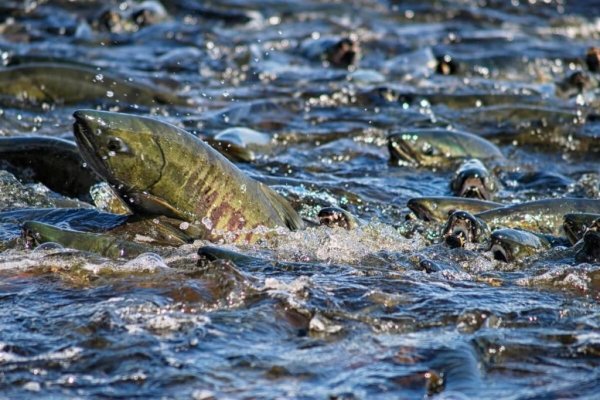 Чебак сорожка