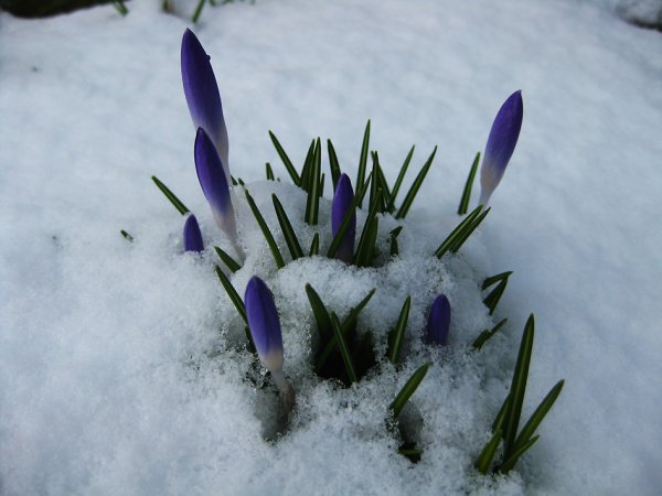 Здравствуй Весна