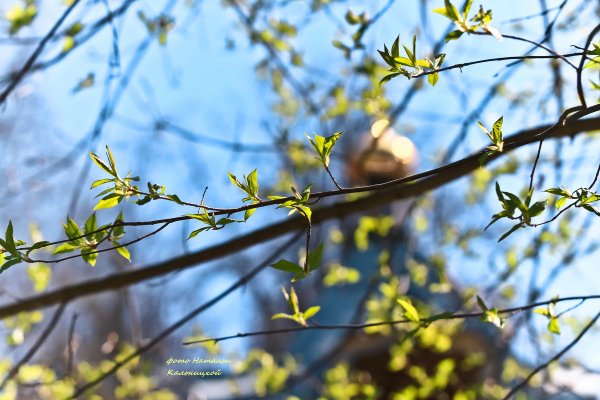 Весна в окно стучится