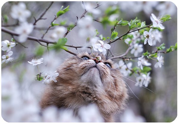 Весеннее окошко