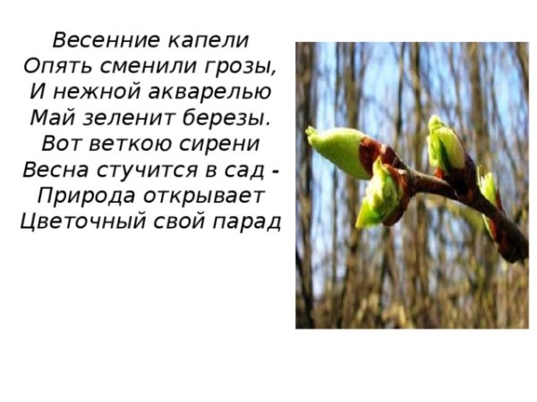 Цветущий сад под окном