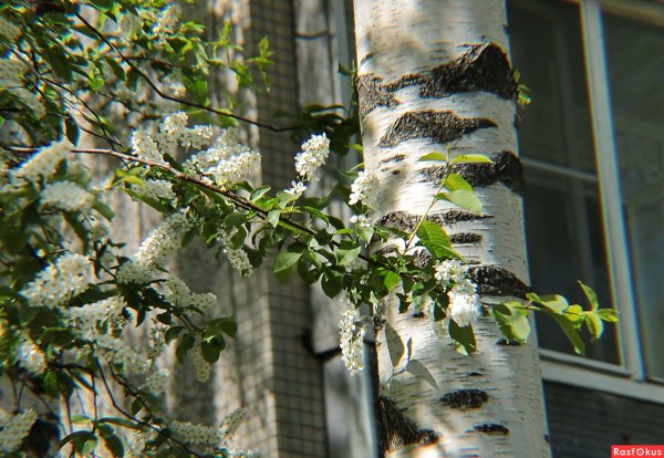 Впусти весну в окошко