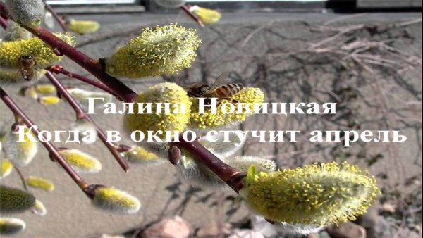 Птицы на окна