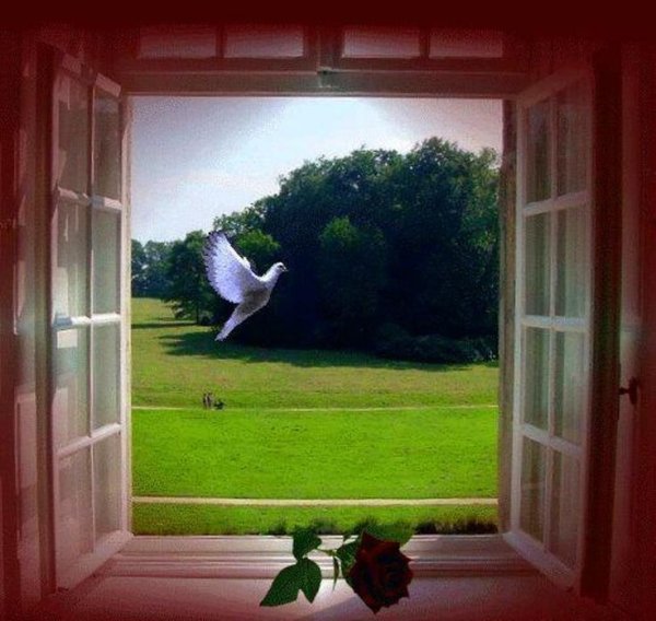 Весенние цветы на окне