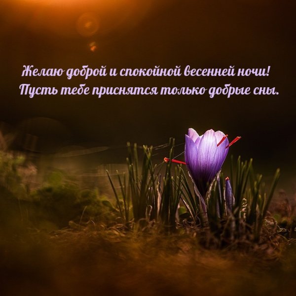 Спокойной весенней ночи