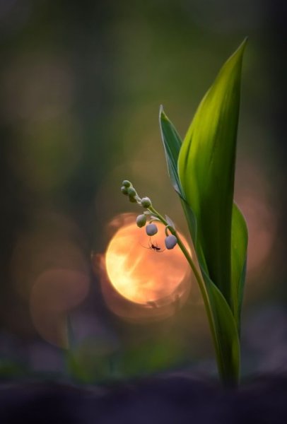 Мудрые пожелания доброй ночи