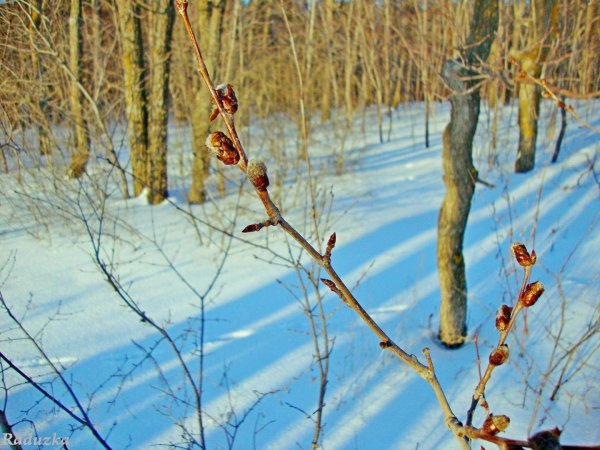 Весна солнце