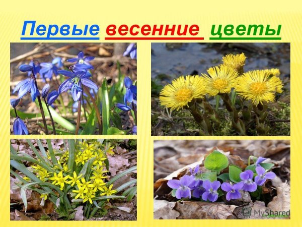 Первые весенние растения