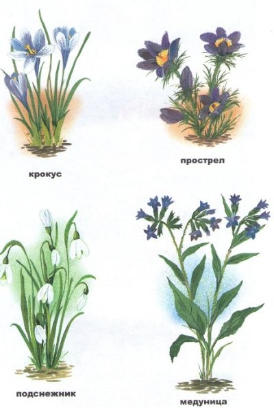 Цветы первоцветы названия