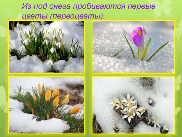 Первоцветы весной для детей