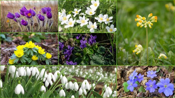 Лесные весенние первоцветы Украины