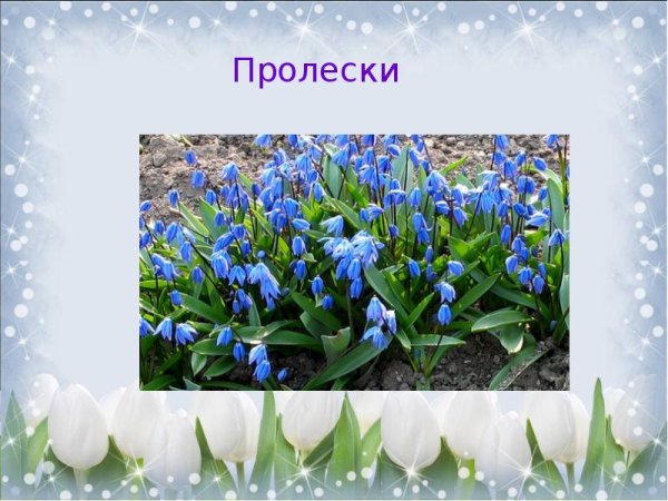 Весенних цветах