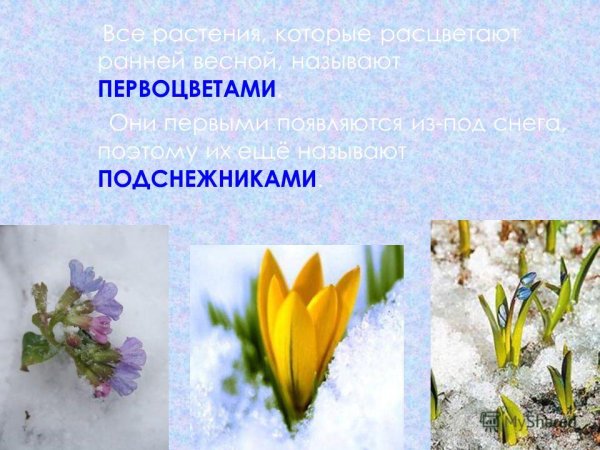 Первоцветы 2 класс