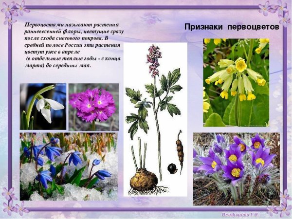 Раннецветущие растения Южного Урала