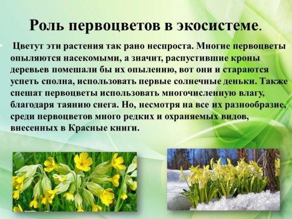 Описание первых весенних цветов