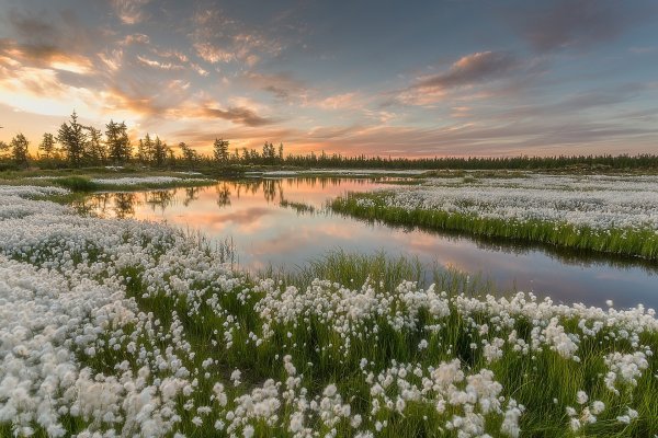 Ямальская тундра