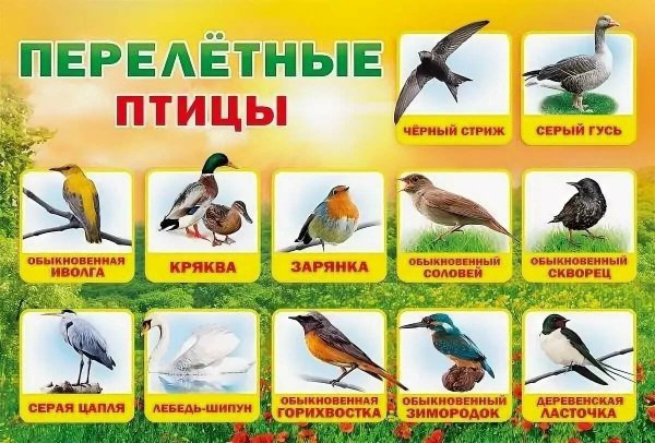 Перелетные и зимующие птицы