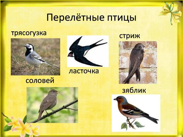 Перелетные птицы для детей