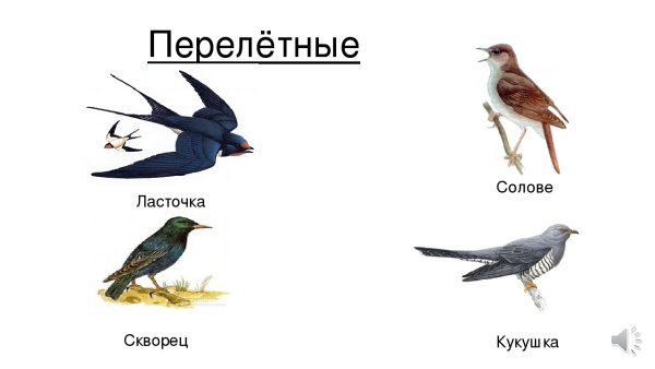 Перелетные птицы для детей