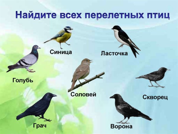 Ласточка, скворец, Грач, Соловей.