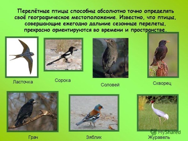Перелетные птицы