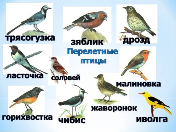 Зимующие птицы и перелетные птицы с названиями