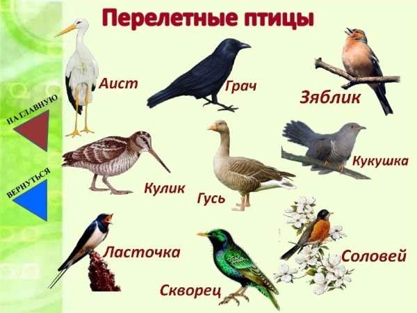 Перелетные птицы Липецкой области