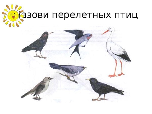 Иллюстрации перелетных птиц для детей