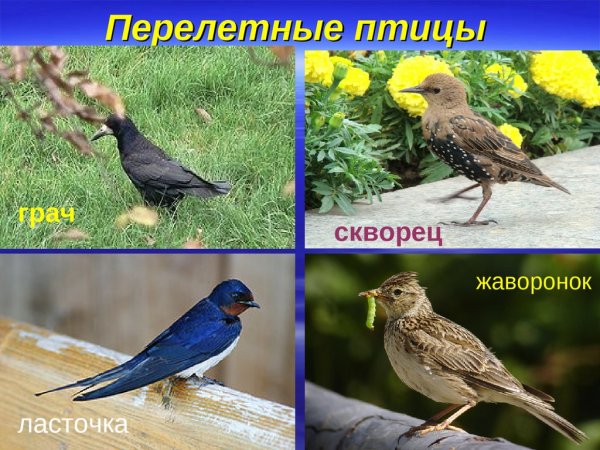 Прилетают перелетные птицы