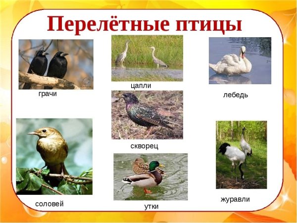 Перелетные птицы