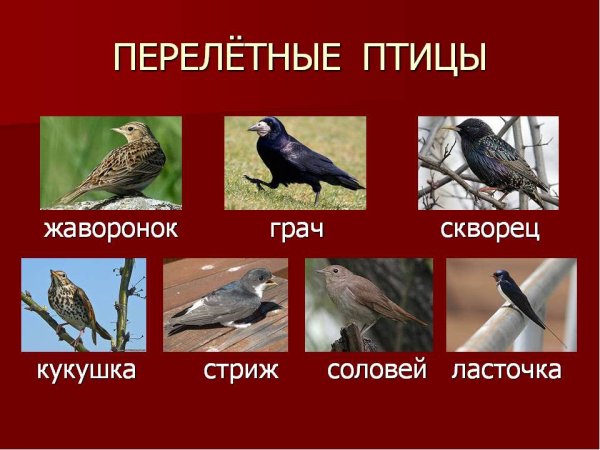 Перелетные птицы Грач скворец Ласточка