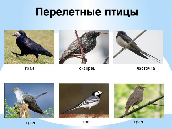 Грач скворец Ласточка