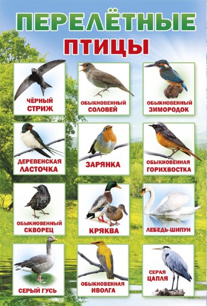 Перелет птиц