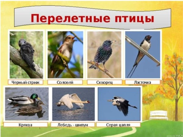 Перелетные птицы для дошкольников