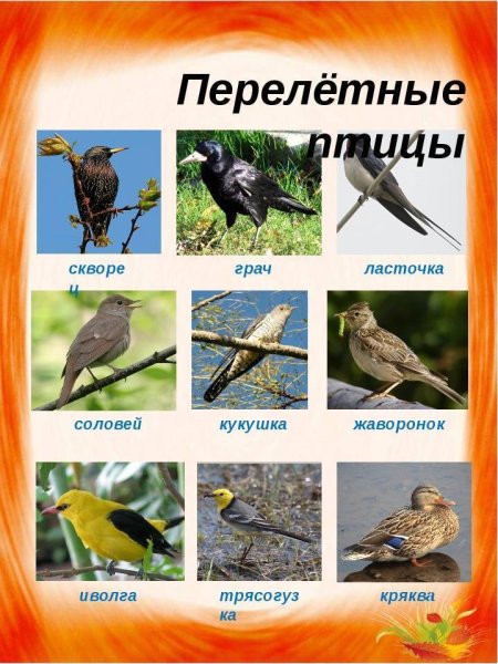 Перелётные и неперелетные птицы названия