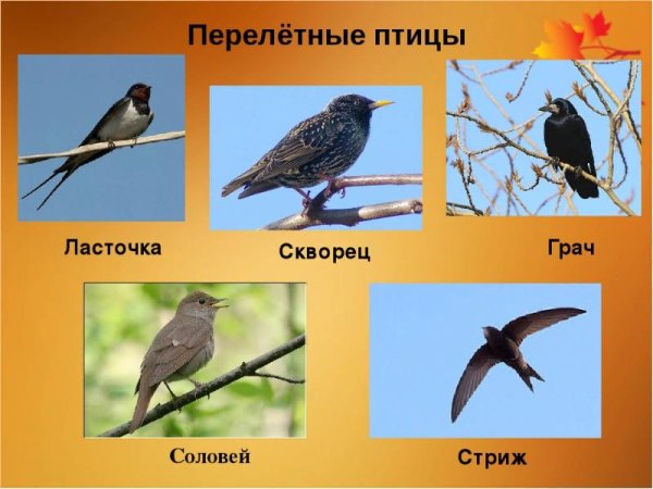 Ласточка, скворец, Грач, Соловей.