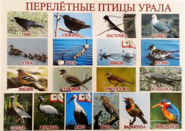 Перелетные птицы Южного Урала