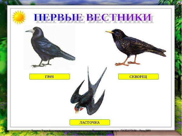 Птицы первые вестники весны для детей