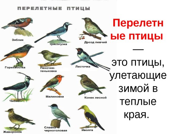 Перелетные и зимующие птицы России
