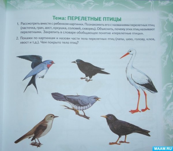 Понятие перелетные птицы