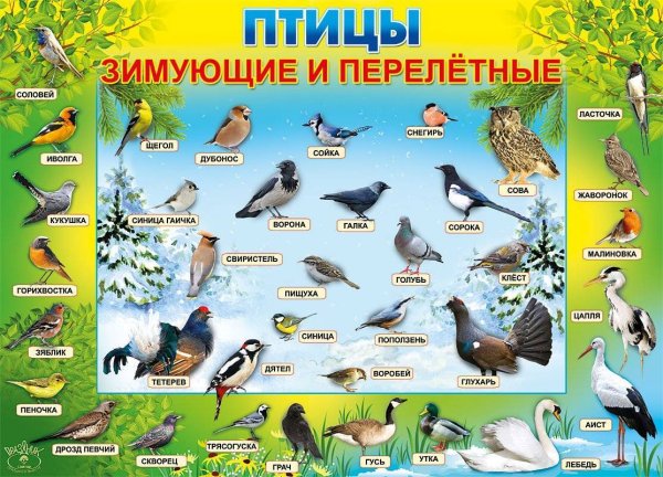 Зимующие птицы России для дошкольников