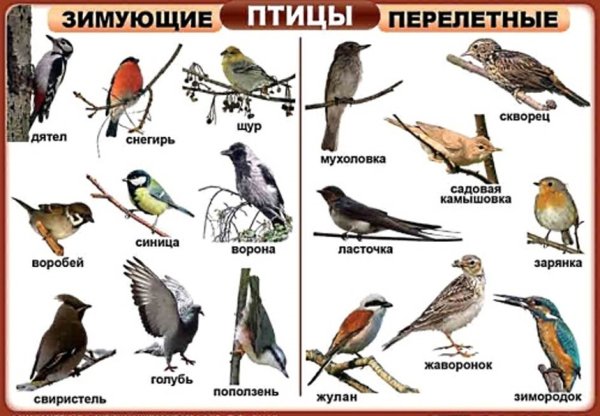 Картинки перелетные птицы весной с названиями для детей (66 фото)