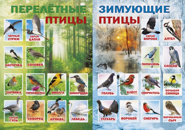 Перелетные и зимующие птицы список для детей