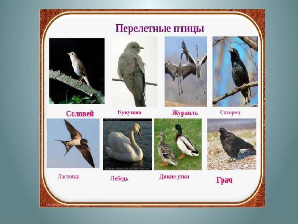Перелетные птицы средняя группа