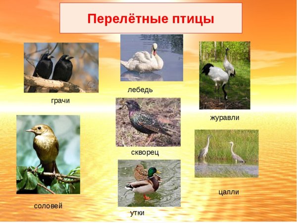 Перурелтные птици уроале